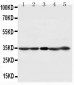Anti-CDK1 Antibody